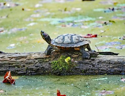Reptiles and Amphibians