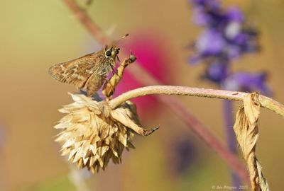 Butterflies