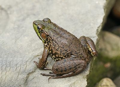 Reptiles and Amphibians