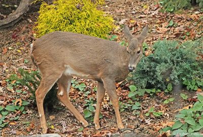White-tailed Doe