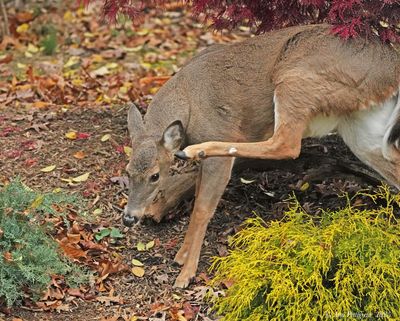 White-tailed Doe
