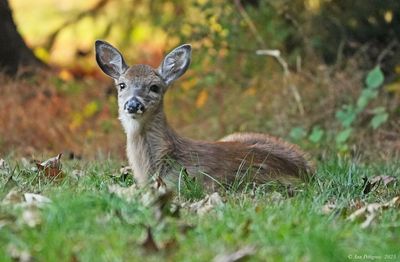 White-tailed Fawn