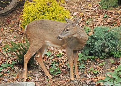 White-tailed Doe