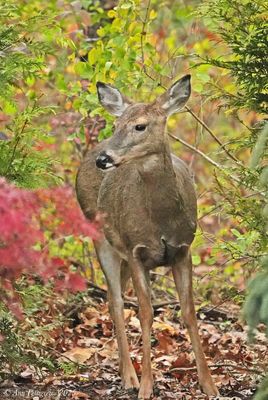 White-tailed Doe