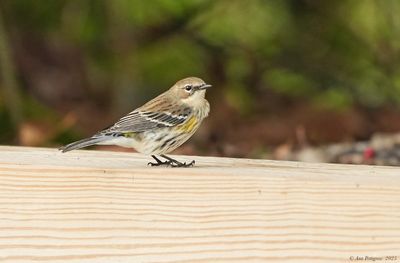 Yellow-rumped Warbler