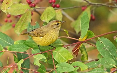 Palm Warbler