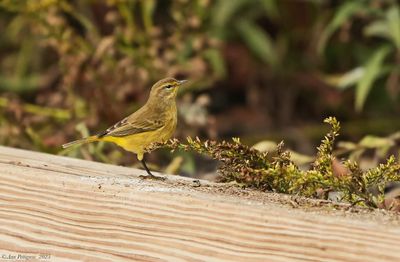 Palm Warbler