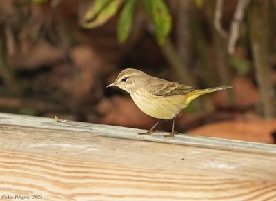 Palm Warbler