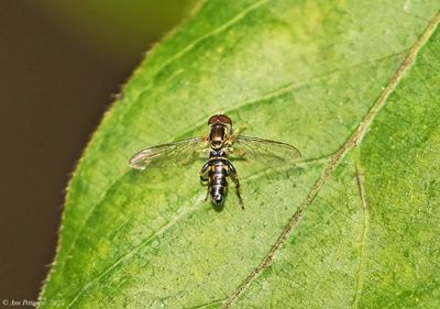 Eastern Calligrapher