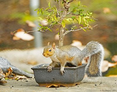 Eastern Gray Squirrel 