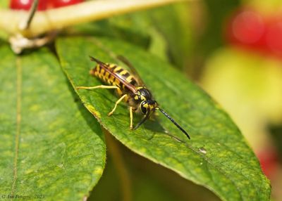 Bees, Wasps, Ants, Sawflies & Ichneumons