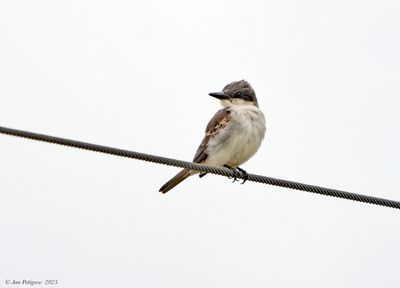 Gray Kingbird