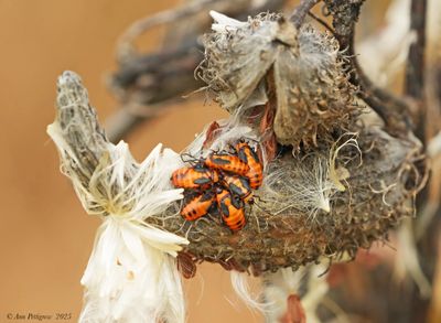 Large Milkweed Bugs on Milkweed