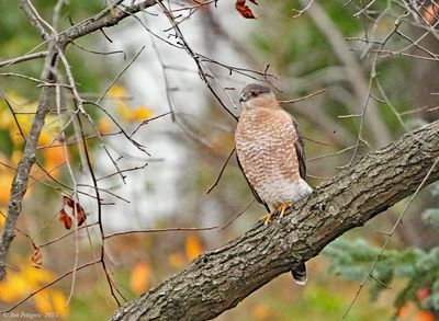 Coopers Hawk
