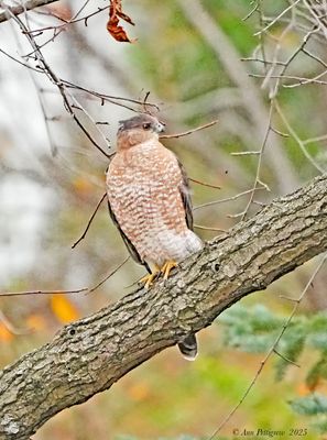 Coopers Hawk