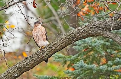 Coopers Hawk