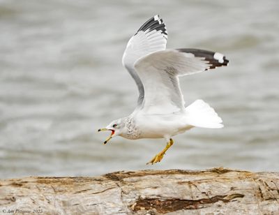 Ring-billed Gull