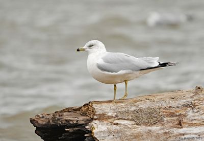 Ring-billed Gull