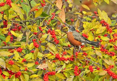 American Robin 