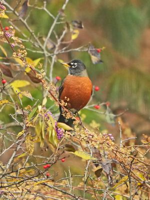 Thrushes, Mimids, Thrashers and Starlings