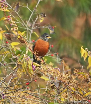 American Robin 