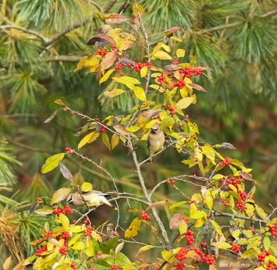 Silky-Flycatchers, Bulbuls and Waxwings