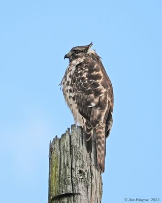 Red-shouldered Hawk