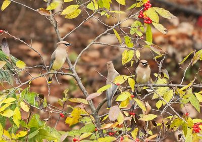 Silky-Flycatchers, Bulbuls and Waxwings