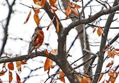 Leucistic American Robin 