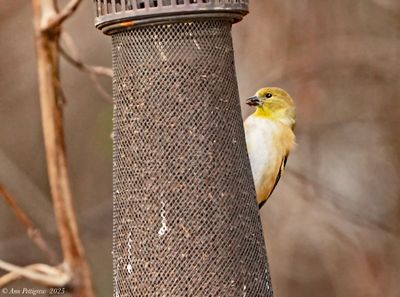 American Goldfinch