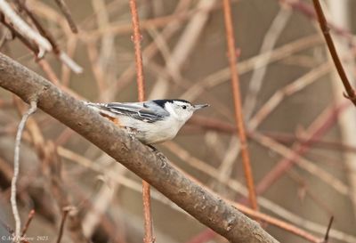 Nuthatches and Creepers