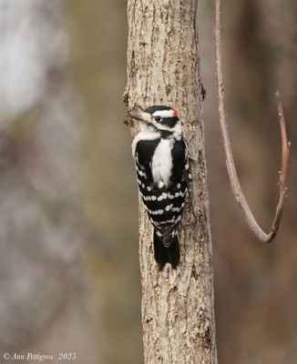 Downy Woodpecker 