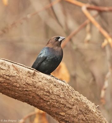Brown-headed Cowbird