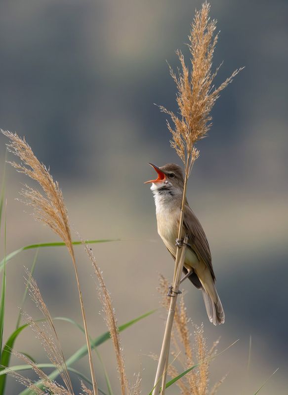 Great reed warbler - Acrocephalus arundinaceus
