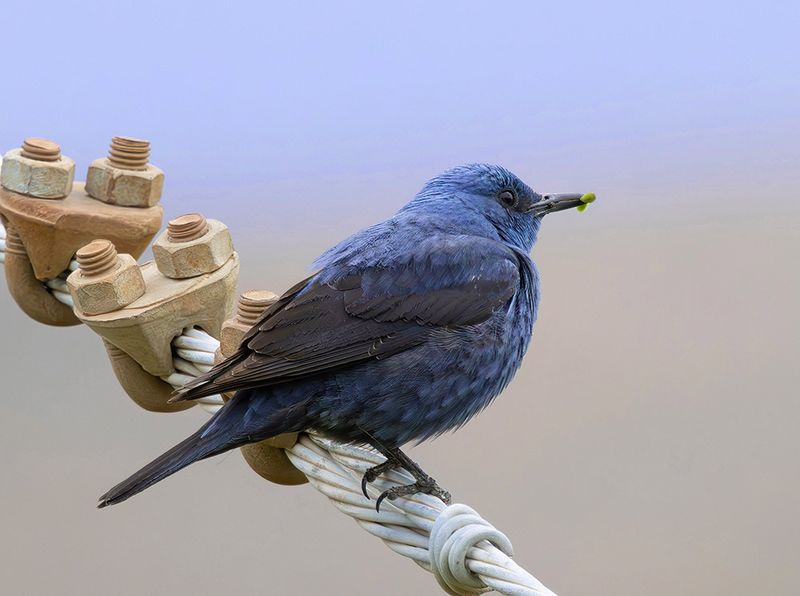 Blue rock thrush - Monticola solitarius