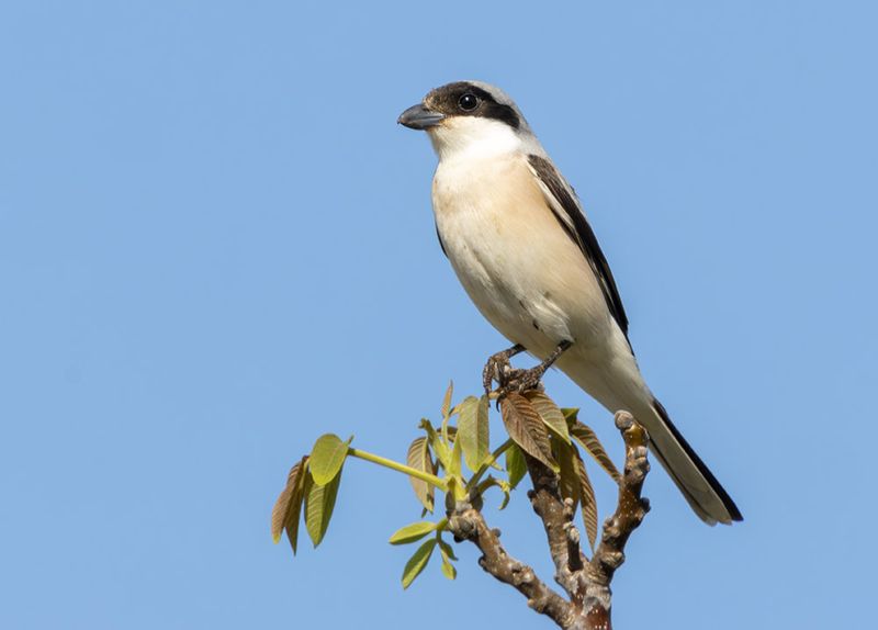 Lesser-grey shrike - Lanius minor
