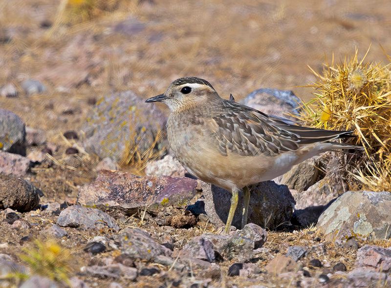 Eurasian dotterel - Charadrius morinellus