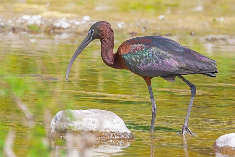 Glossy Ibis - Plegadis falcinellus