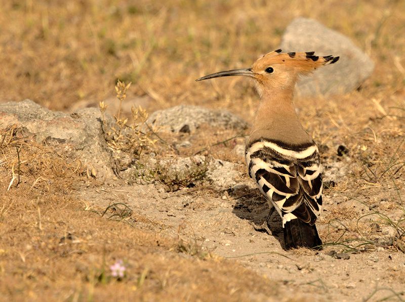 Eurasian Hoopoe - Upupa epops