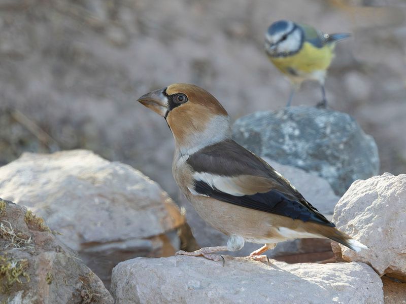 Hawfinch - Coccothraustes coccothraustes