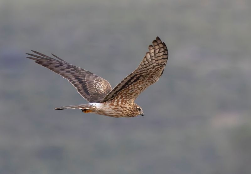 Montague's harrier - Circus pygargus