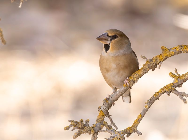 Hawfinch - Coccothraustes coccothraustes