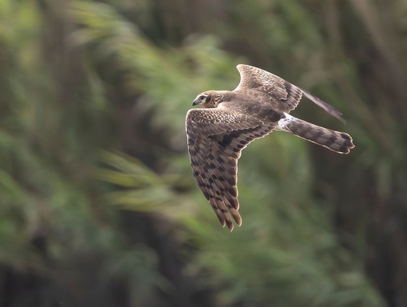 Montague's harrier - Circus pygargus