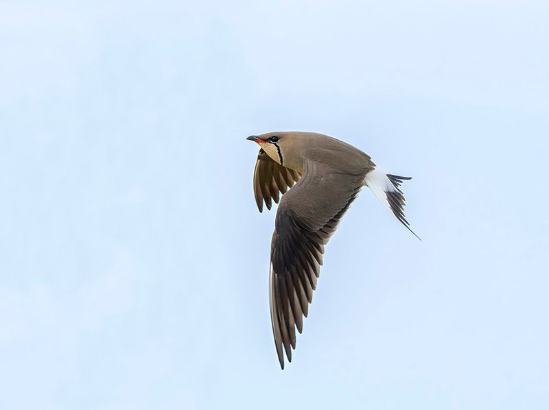 Collared pratincole - Glareola pratincola