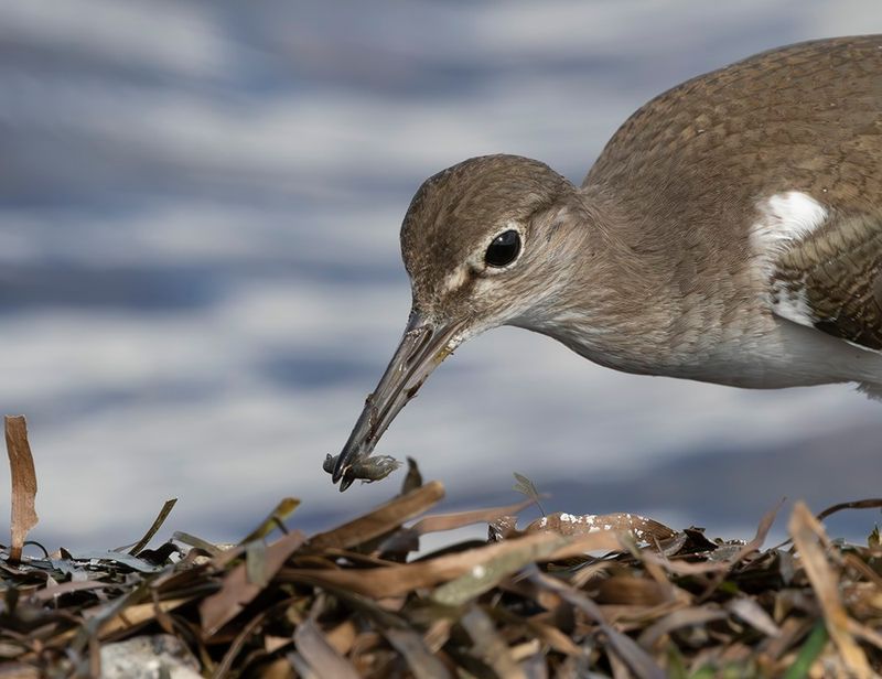 Common sandpiper - Actitis hypoleucos