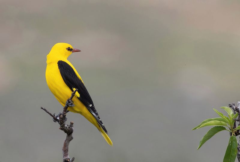 Eurasian Golden Oriole - Oriolus oriolus