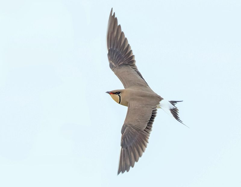 Collared pratincole - Glareola pratincola
