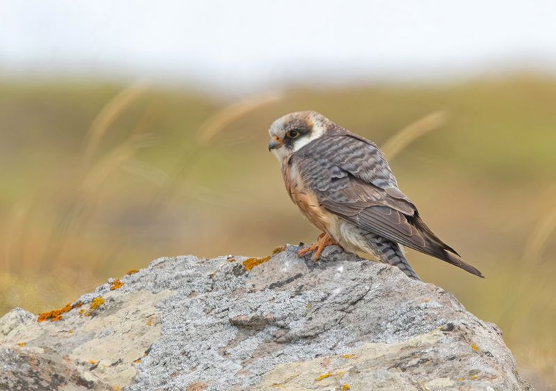 Redfooted falcon - Falco vespertinus