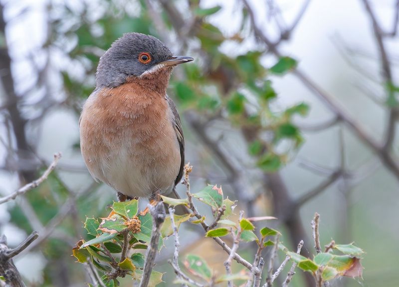 Subalpine warbler - Curruca cantillans