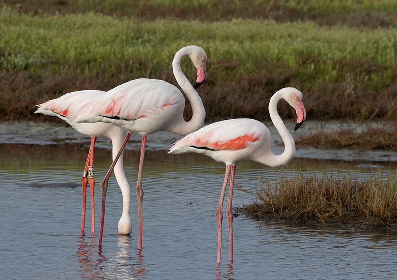 Greater flamingo - Phoenicopterus roseus